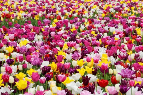 Roveredo di Varmo, il Giardino dei Tulipani omaggia il Friuli con una bandiera di fiori