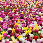 Roveredo di Varmo, il Giardino dei Tulipani omaggia il Friuli con una bandiera di fiori