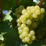 Vinitaly 2026, Friuli Venezia Giulia protagonista: export in crescita e strategia internazionale rafforzata