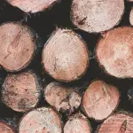 Vinadia, progetto per hub del legno in Carnia: dubbi sulla sostenibilità economica