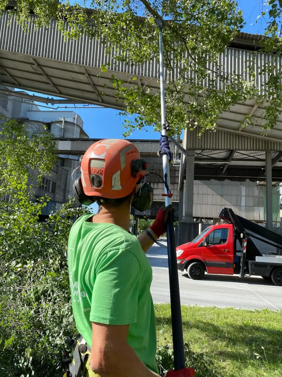 Udine, abbattuti quattro platani in viale Vat per motivi di sicurezza
