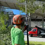 Udine, abbattuti quattro platani in viale Vat per motivi di sicurezza